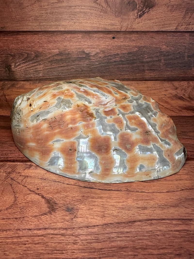 Polished Red Abalone 8"x6"x2"-Exact Shell