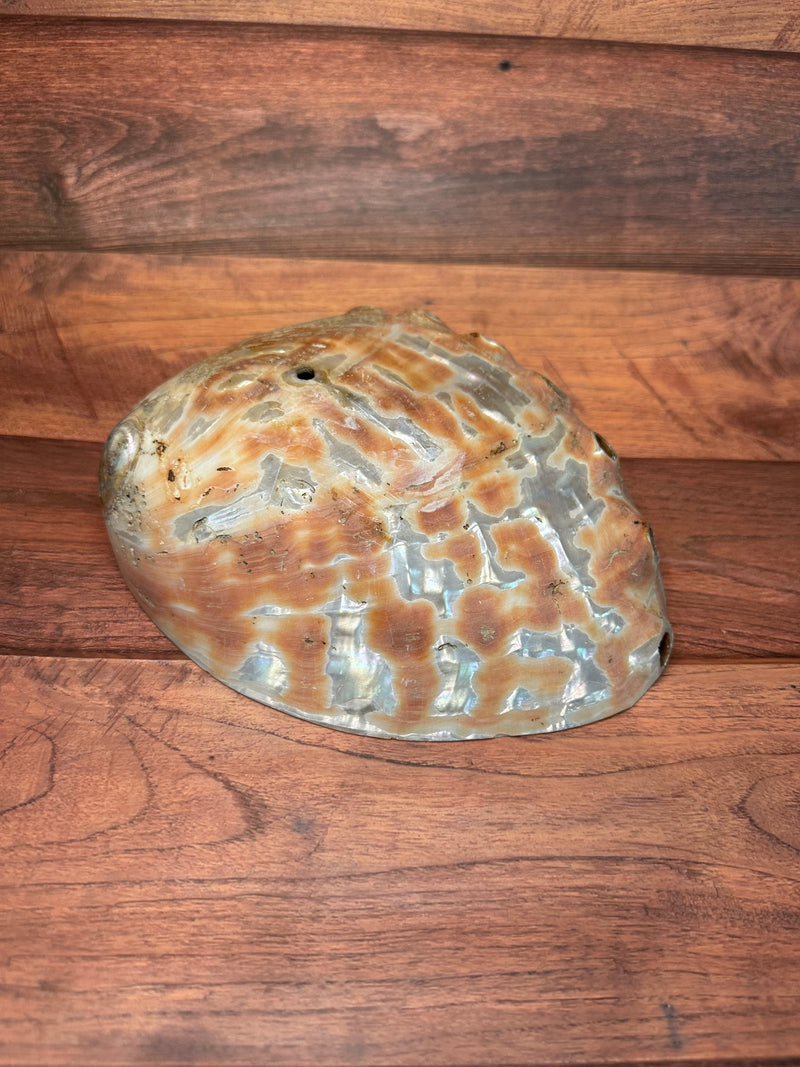 Polished Red Abalone 8"x6"x2"-Exact Shell