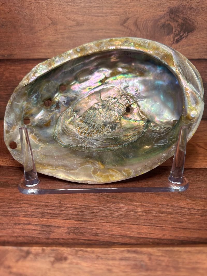 Polished Red Abalone 8"x6"x2"-Exact Shell