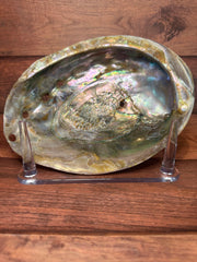 Polished Red Abalone 8