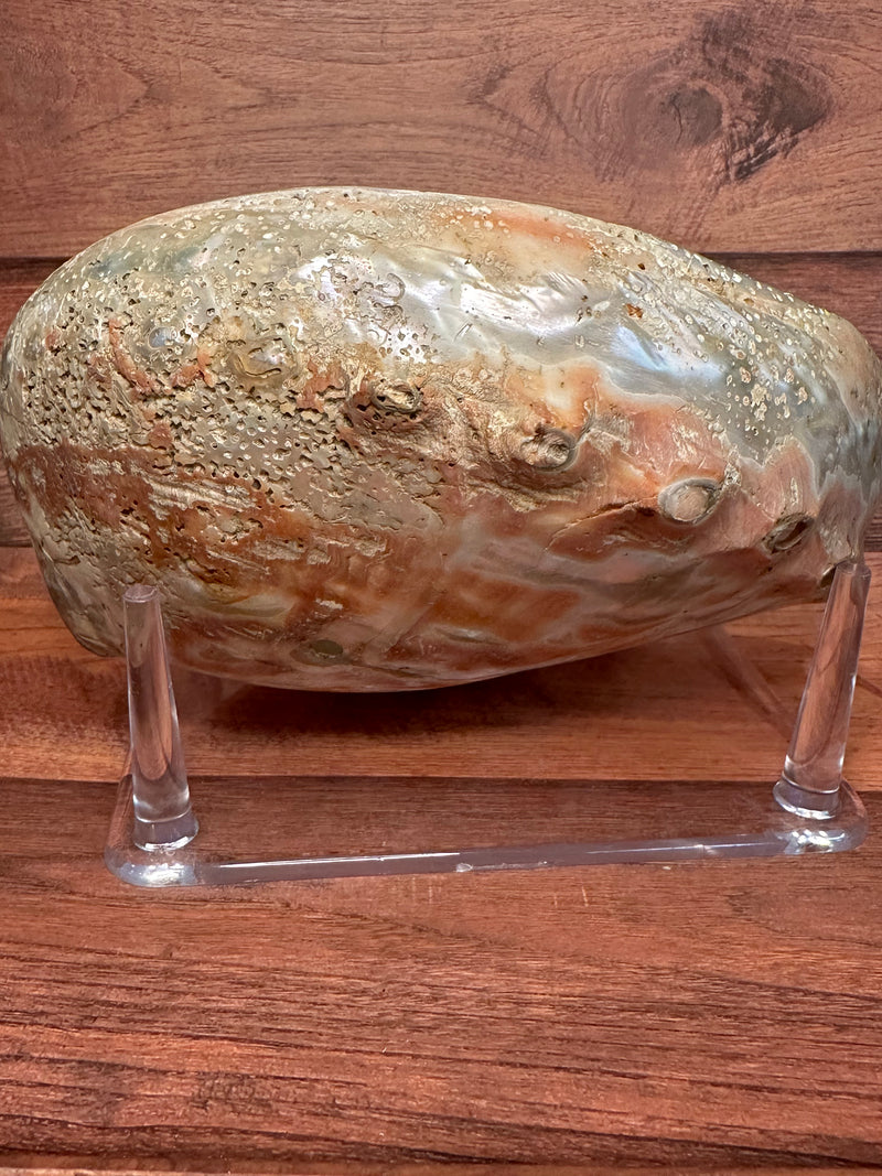 Polished Red Abalone 8"x6"x2"-Exact Shell