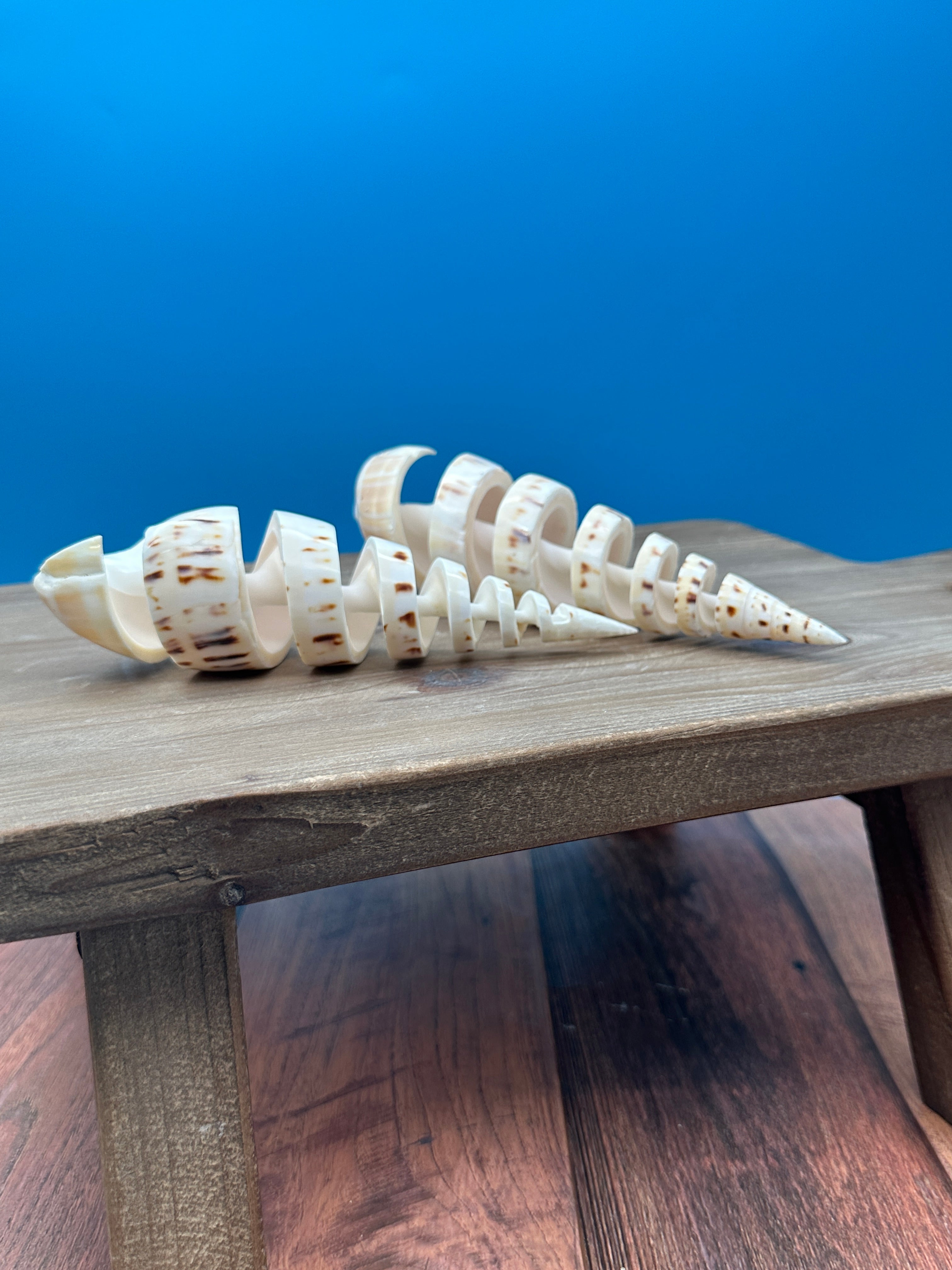 Spike Shell Designs Spiral Cut Marlin Spike Shell – Coastal Decor Display Shell – 5-7 ...