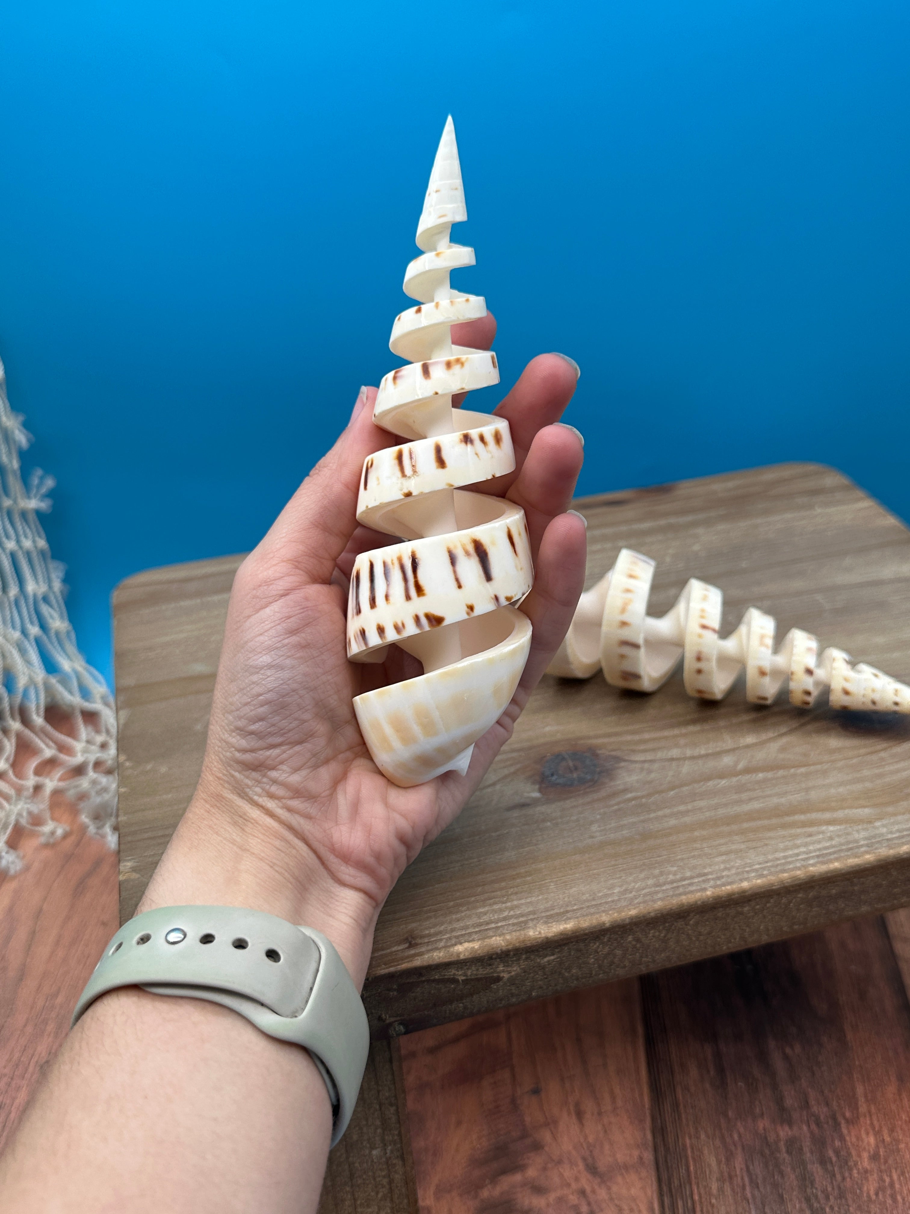 Spike Shell Designs Spiral Cut Marlin Spike Shell – Coastal Decor Display Shell – 5-7 ...