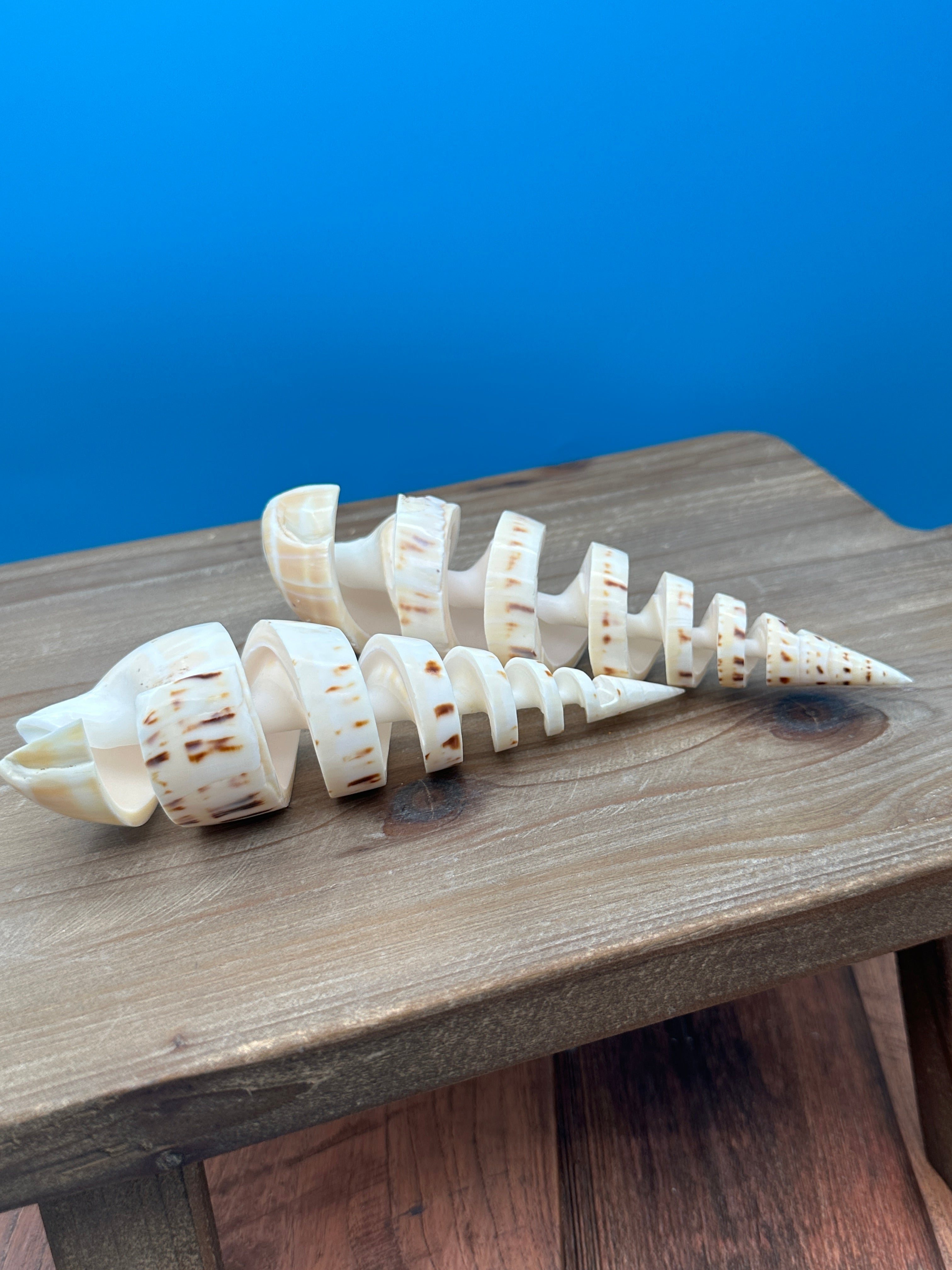 Spike Shell Designs Spiral Cut Marlin Spike Shell – Coastal Decor Display Shell – 5-7 ...