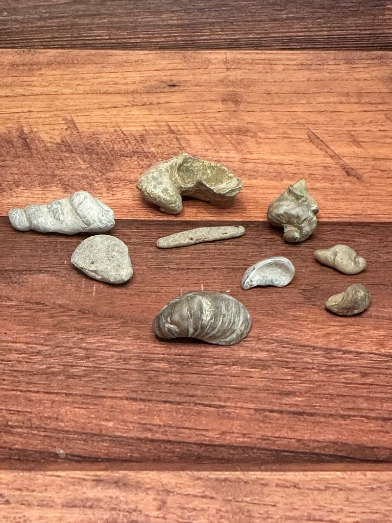 Fossilized Shells