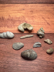 Fossilized Shells