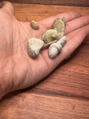 Fossilized Shells