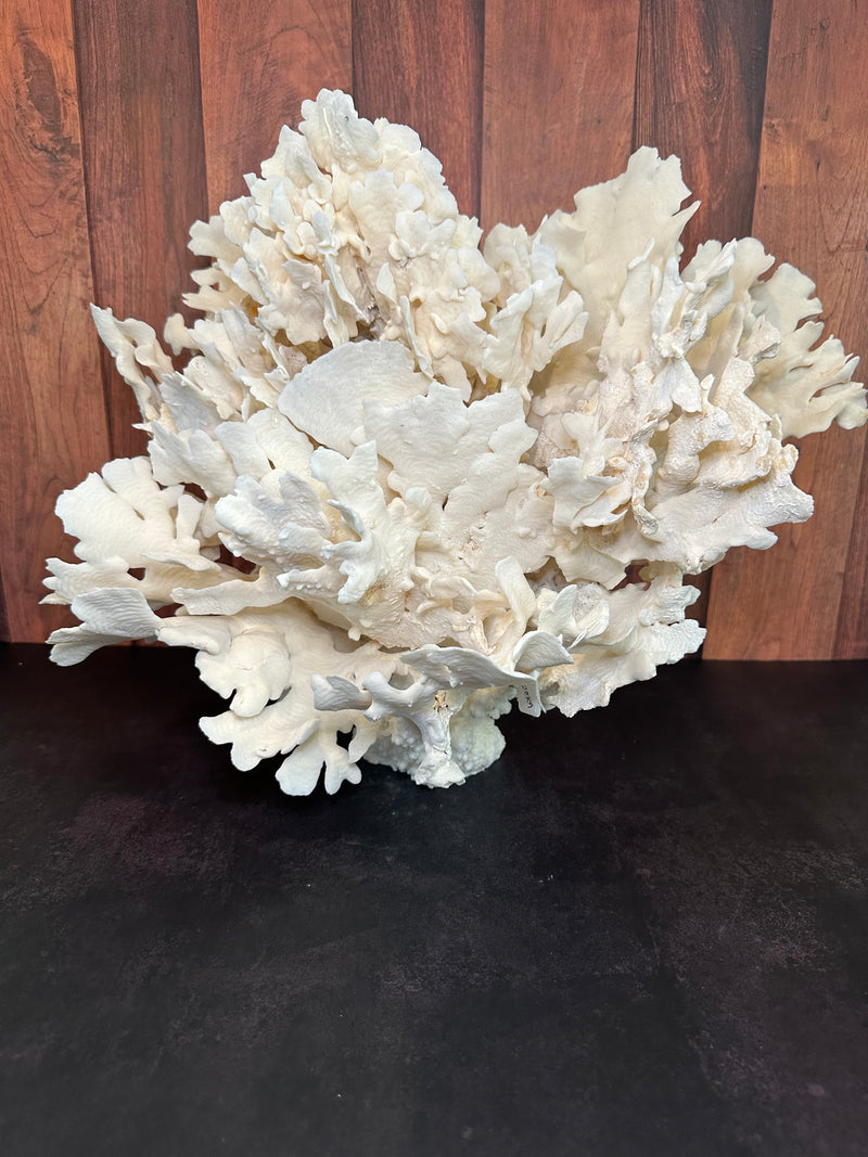 Vintage Cactus Coral Sculpture- 21"x 11"x 17.5"