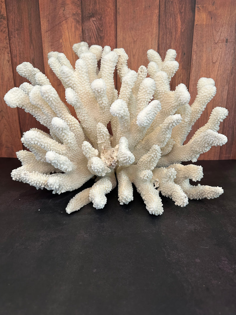 Vintage Cauliflower Coral- 18"x 11"x 15"