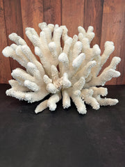 Vintage Cauliflower Coral- 18