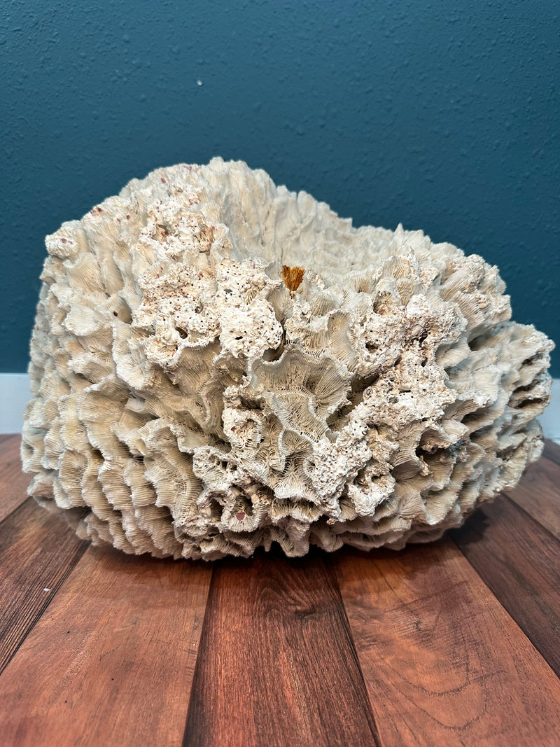 Vintage Maze Brain Coral - 17"x 13"x 12"