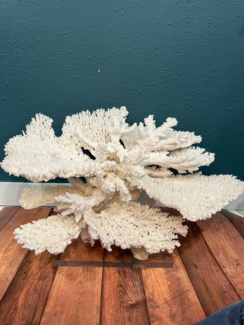 Large Table & Branch Coral Sculpture- 23"x16"15"