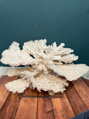 Large Table & Branch Coral Sculpture- 23