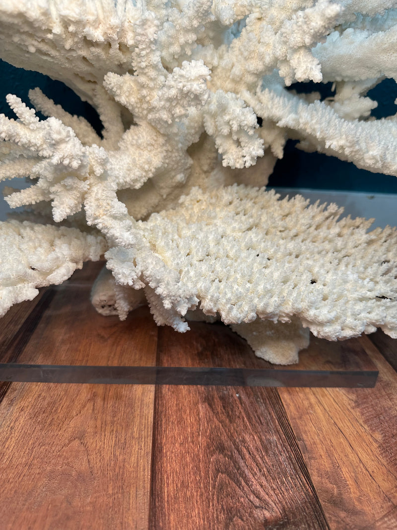 Large Table & Branch Coral Sculpture- 23"x16"15"