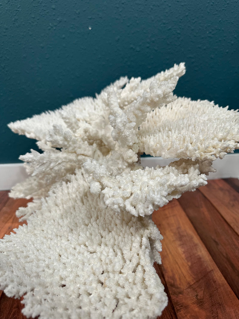 Large Table & Branch Coral Sculpture- 23"x16"15"