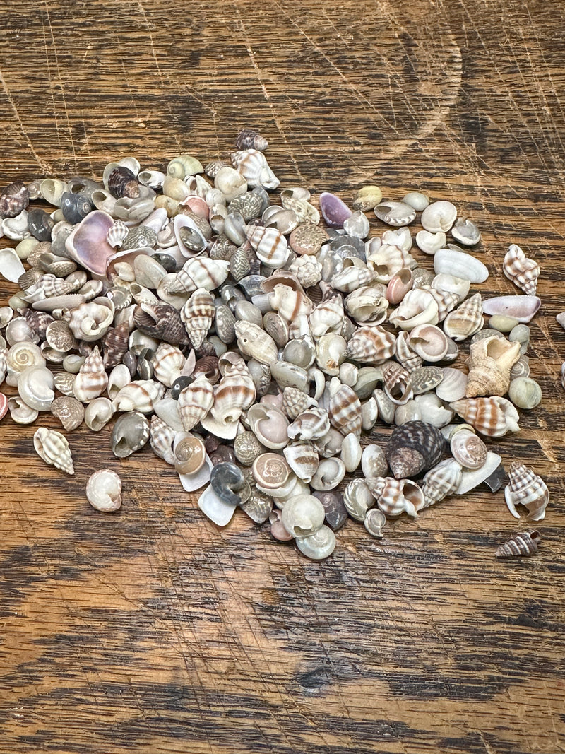 Small Natural Shell Mix