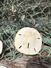 Loose White Sand Dollar Unbleached