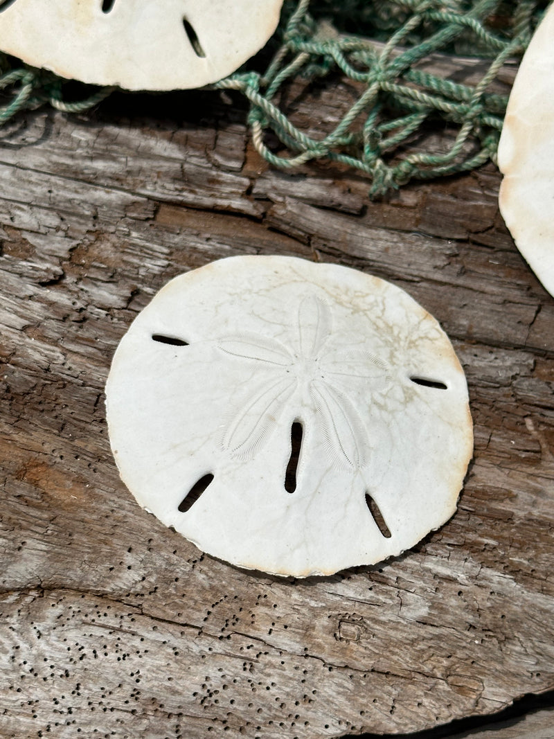 Loose White Sand Dollar Unbleached