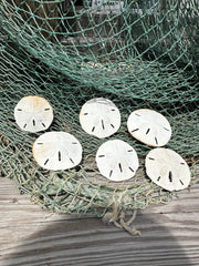 Loose White Sand Dollar Unbleached