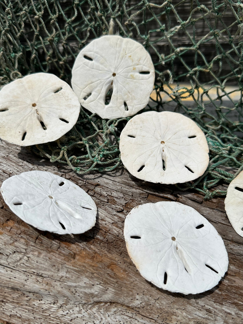 Loose White Sand Dollar Unbleached