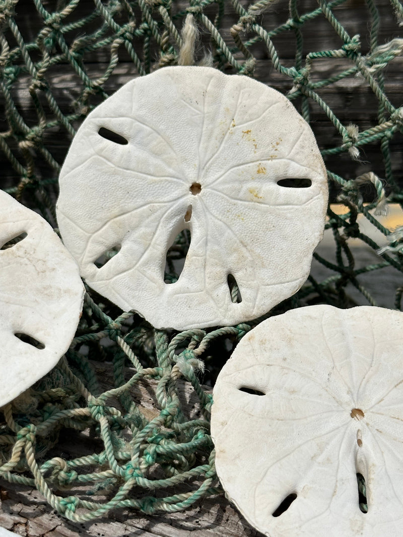 Loose White Sand Dollar Unbleached