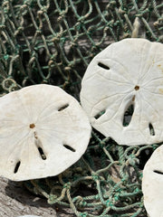 Loose White Sand Dollar Unbleached