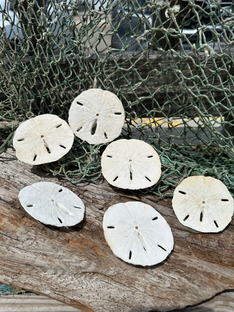 Loose White Sand Dollar Unbleached