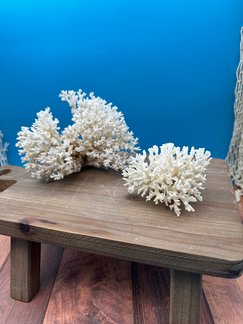 Lace Coral Specimen - Coastal Decorative Accent (Pocillopora