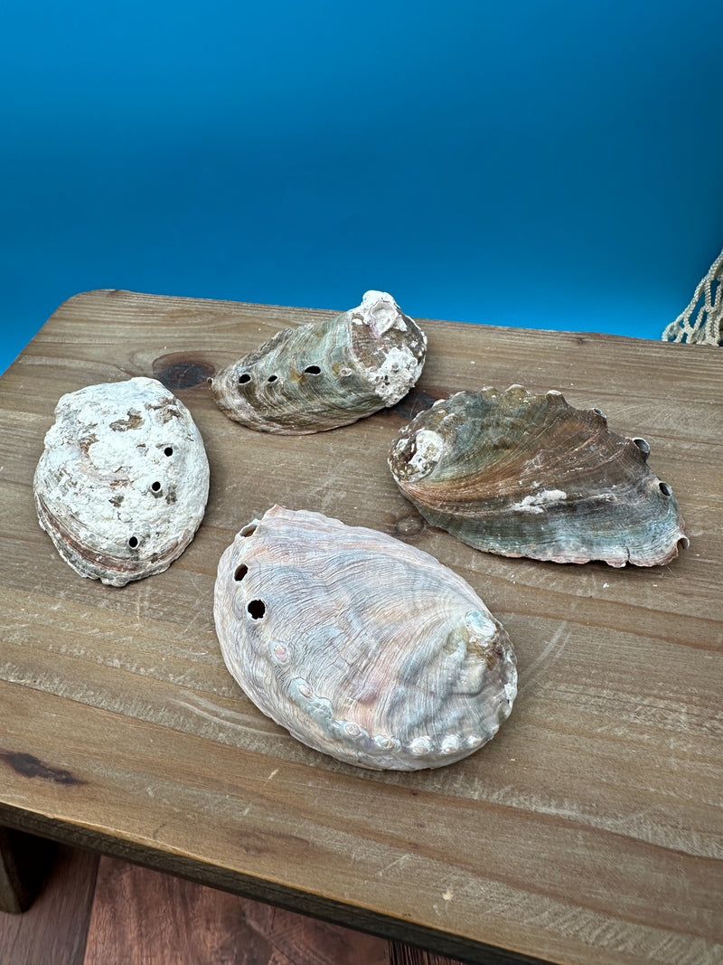 Bulk Raw Abalone Shells - 3-5