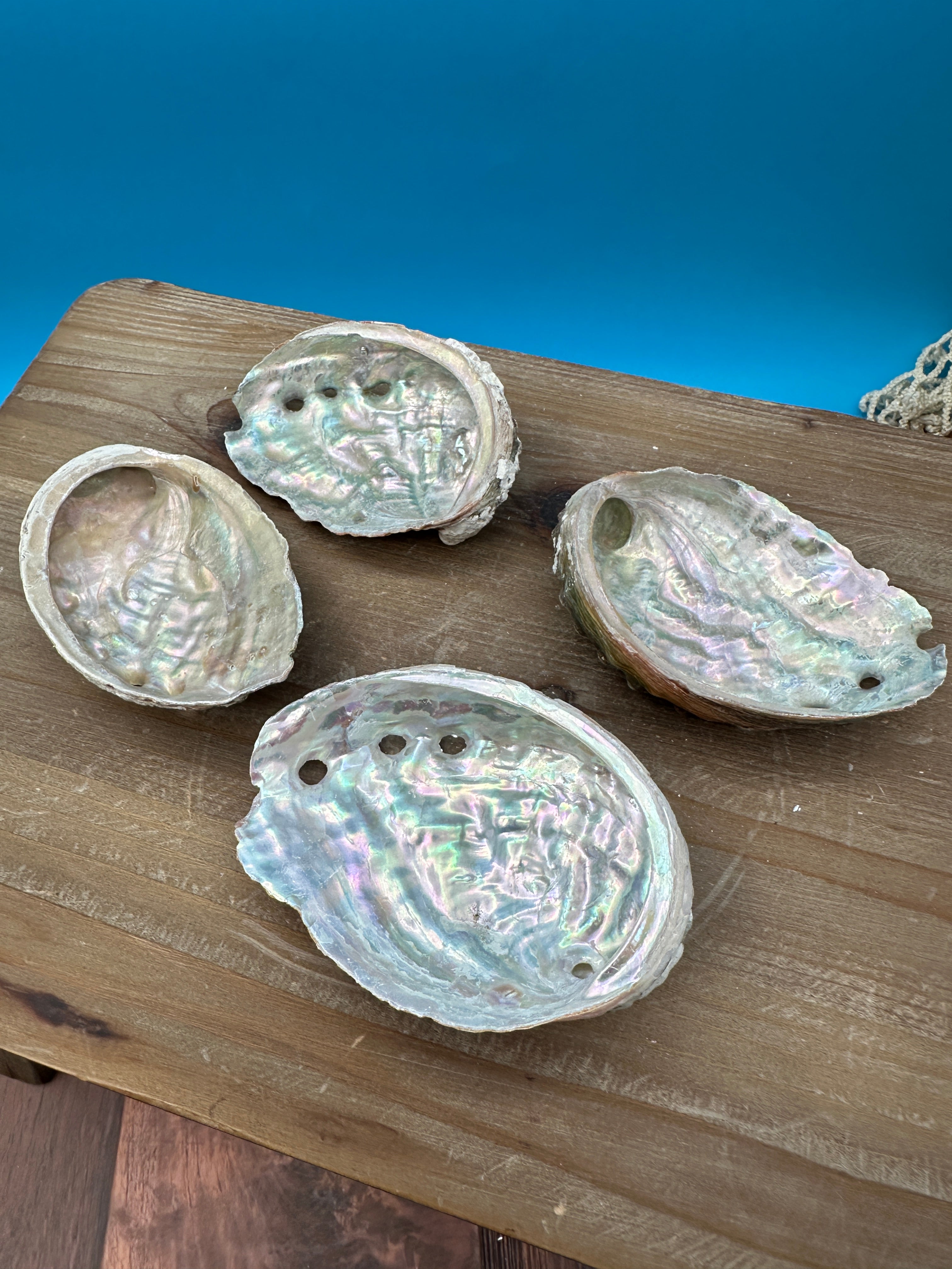 Shell Sanle Bulk Raw Abalone Shells - 3-5