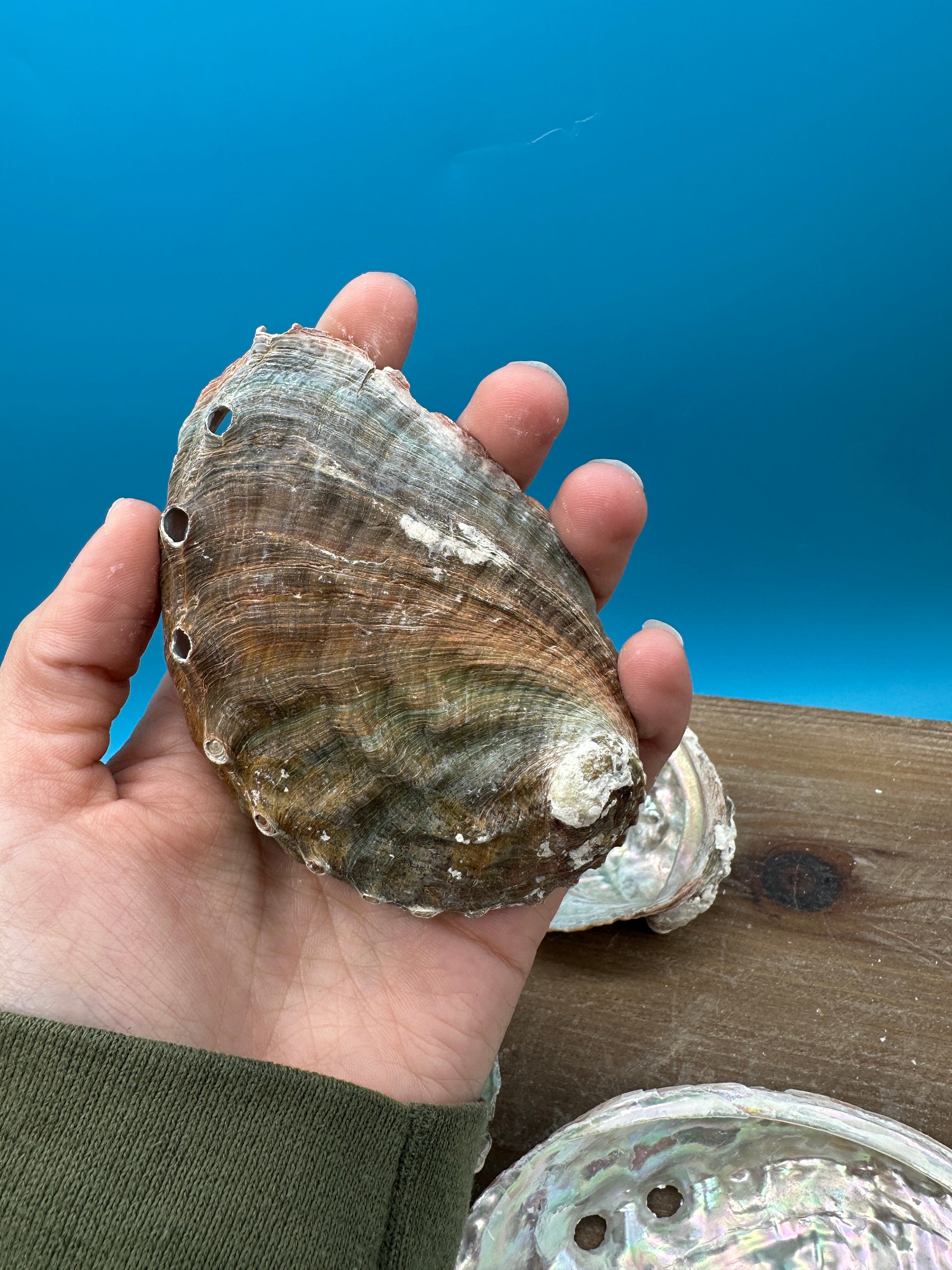 Dawraw Shell Bulk Raw Abalone Shells - 3-5