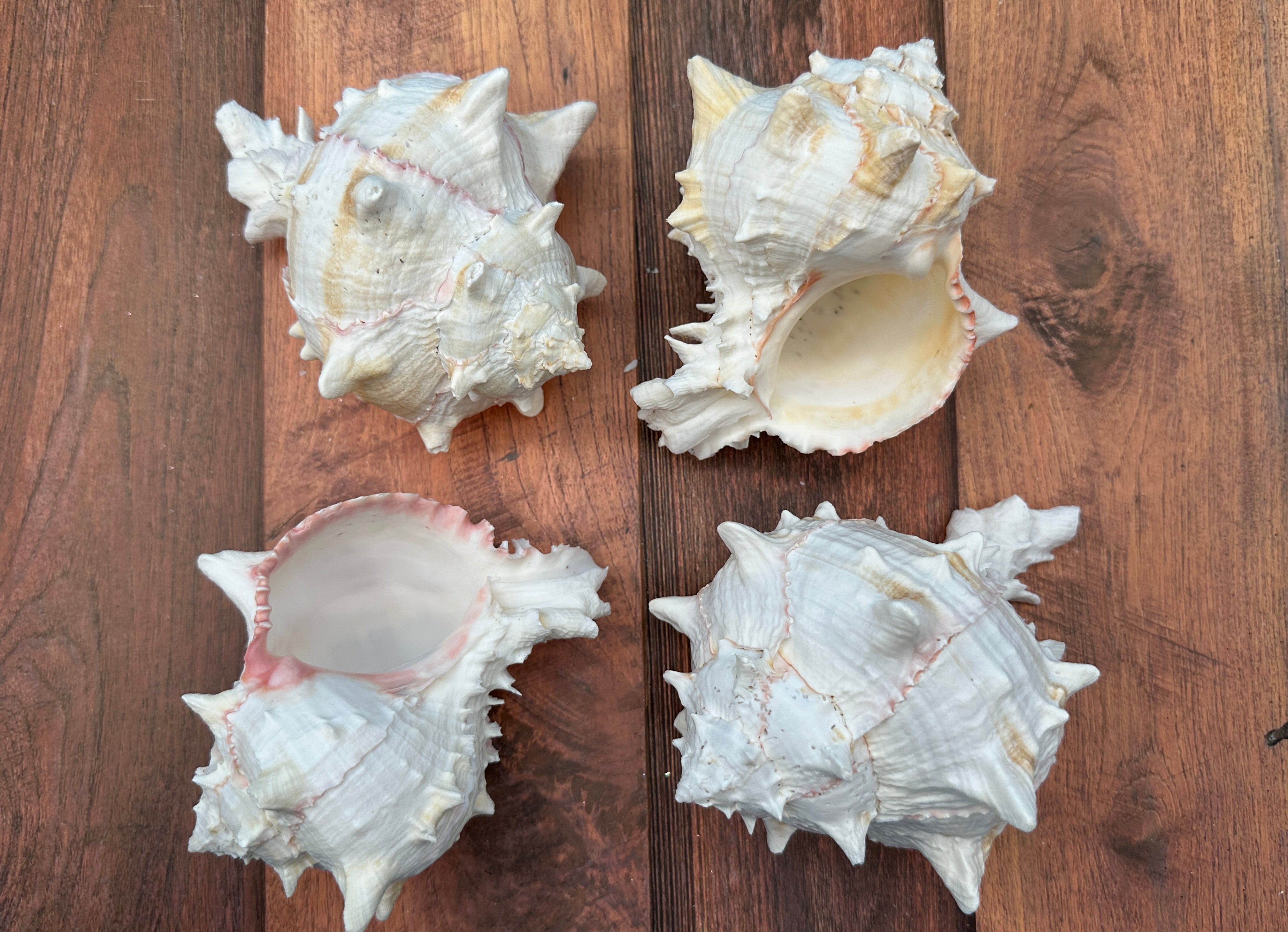Mulex Shell Cabbage Murex Shell – Hexaplex brassica | Loving Coastal Living