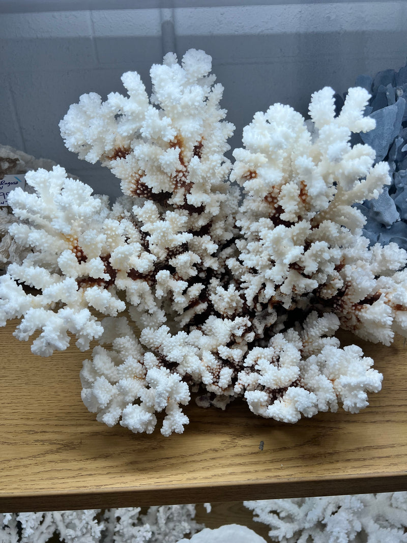 Vintage Brown Stem Coral- 20"