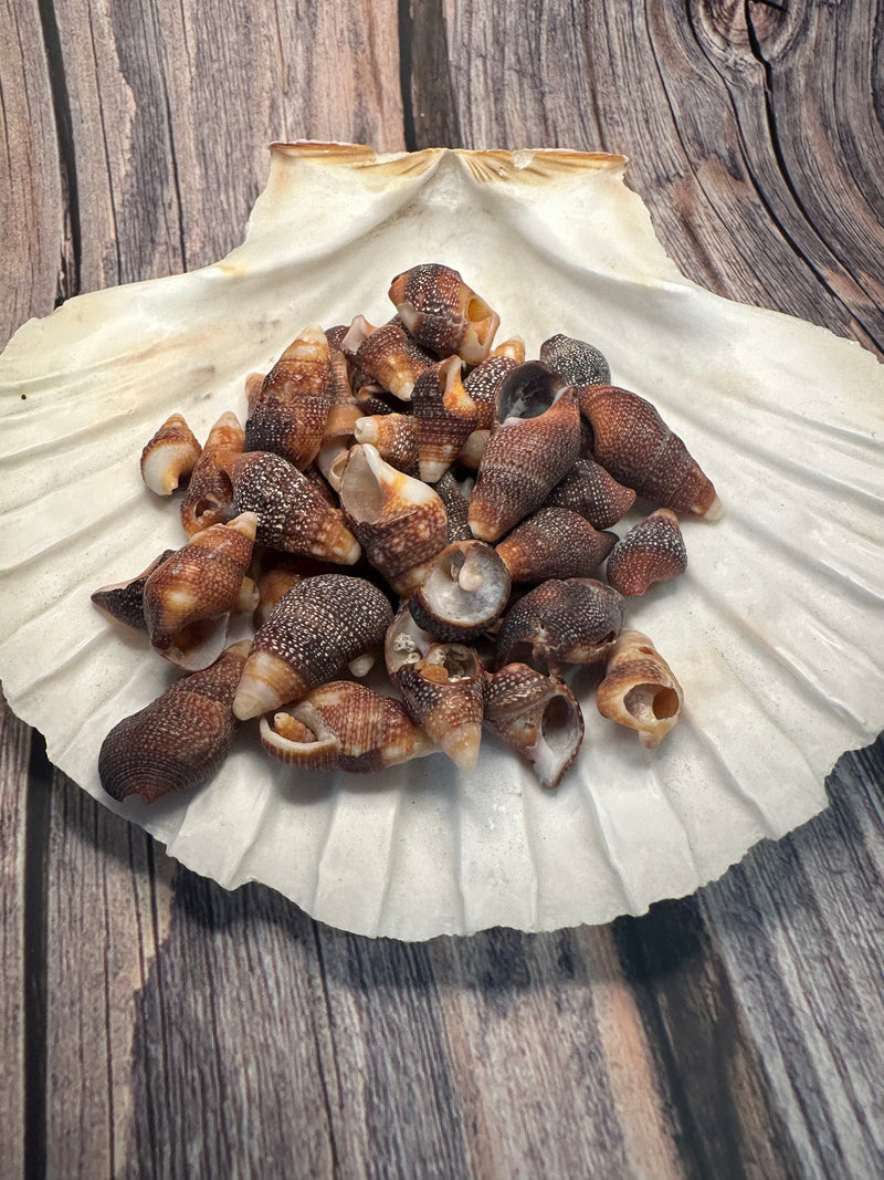 Mini Red Brown Cone Shells