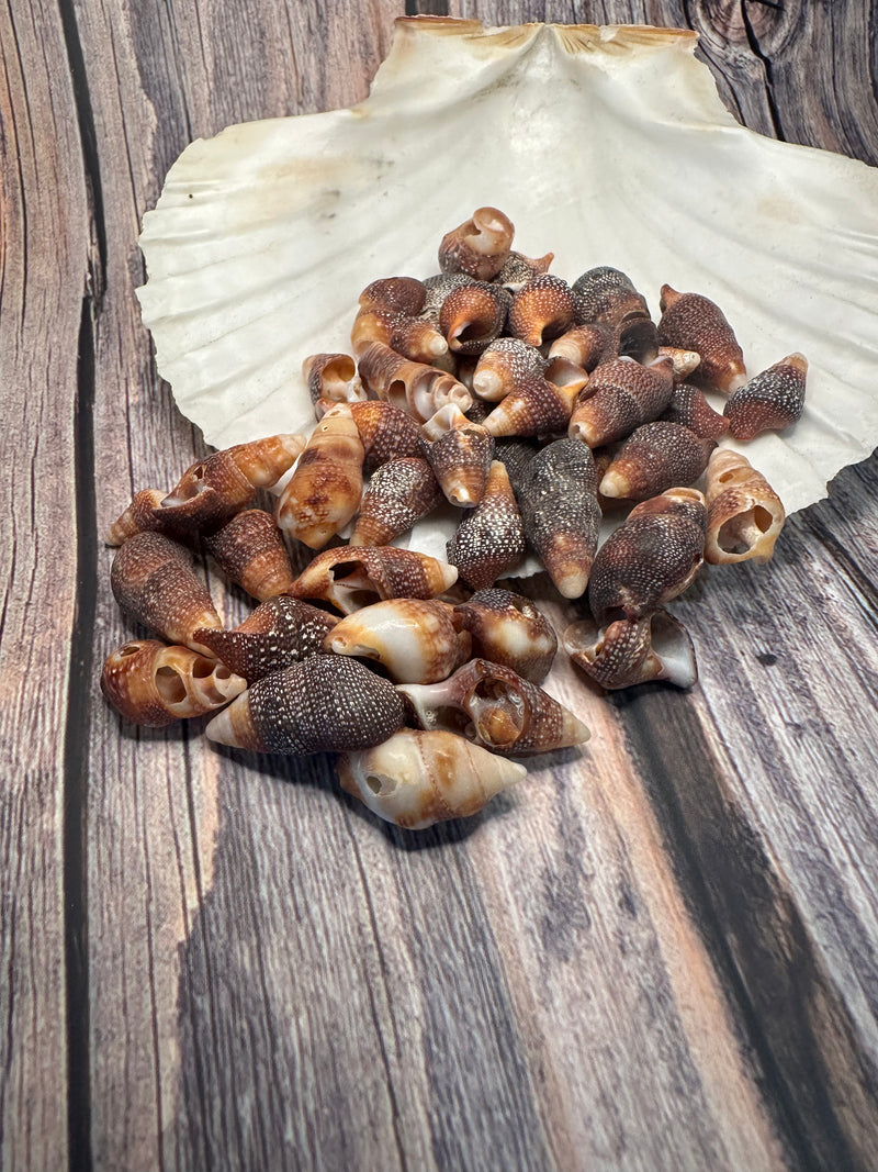 Mini Red Brown Cone Shells