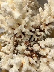 Vintage Brown Stem Coral- 20