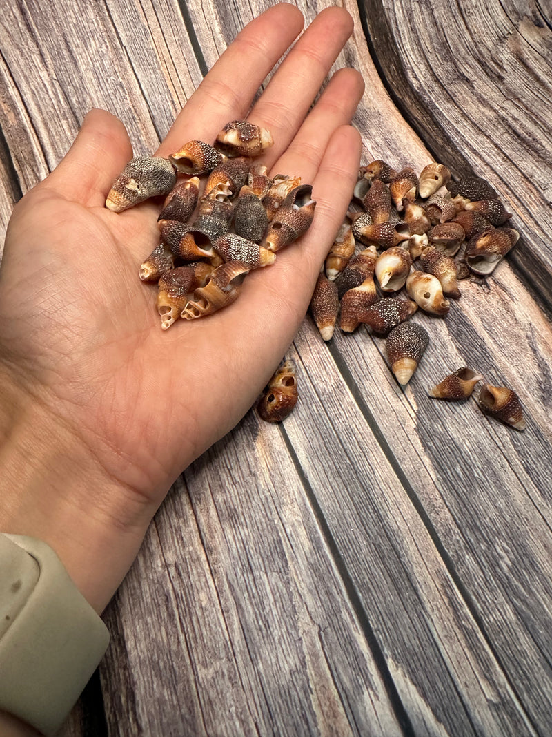 Mini Red Brown Cone Shells