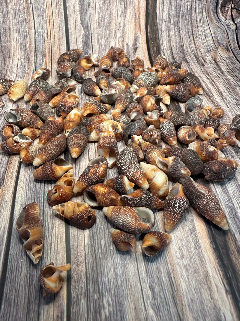 Mini Red Brown Cone Shells
