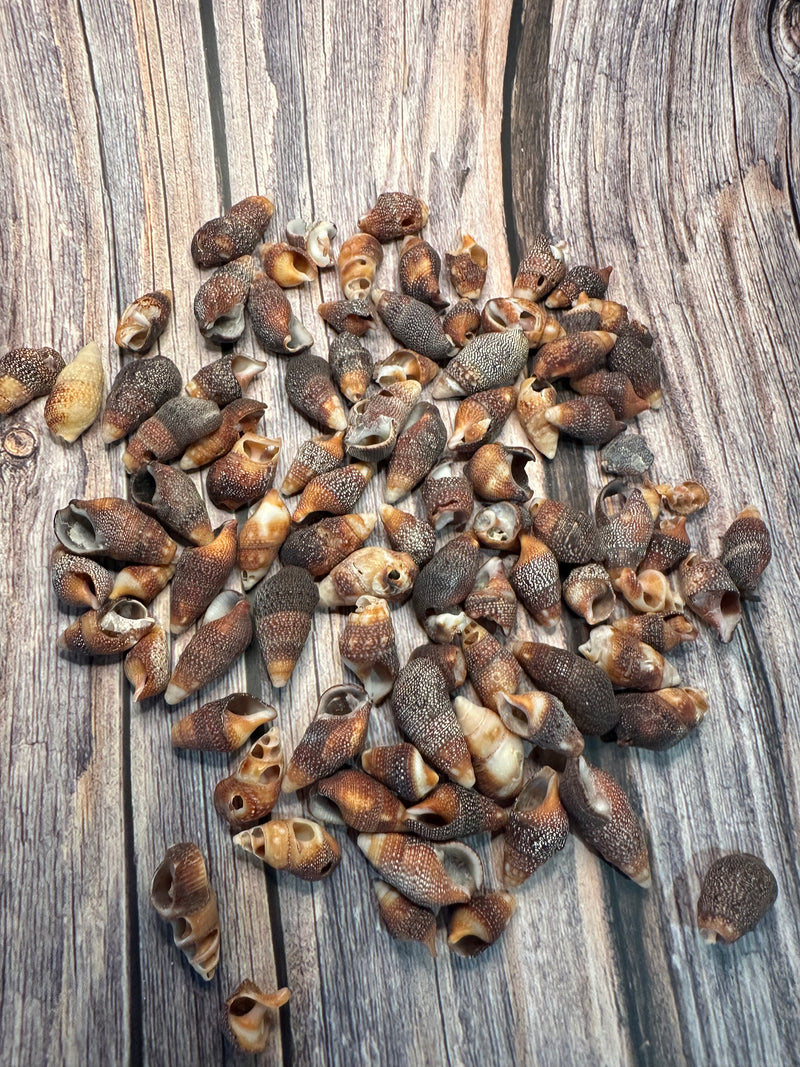Mini Red Brown Cone Shells
