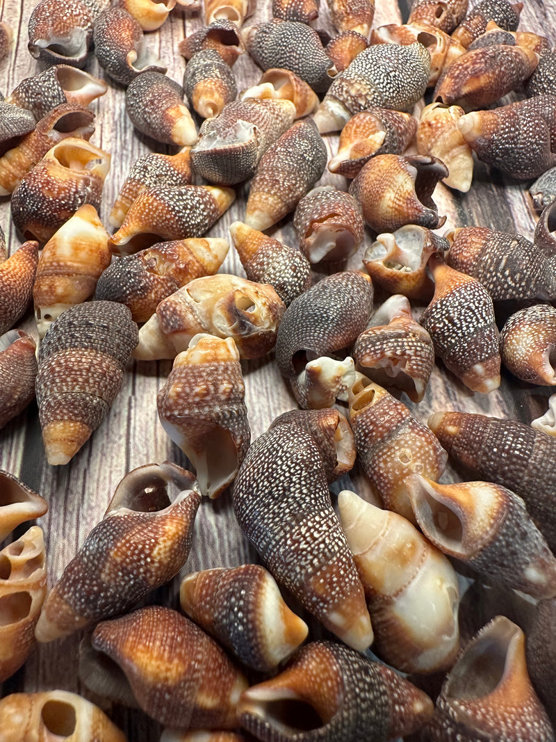 Mini Red Brown Cone Shells