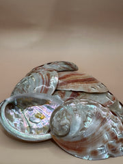 Polished Red Abalone 3