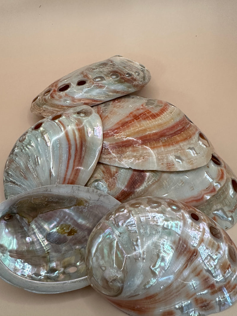 Polished Red Abalone 3"-5"