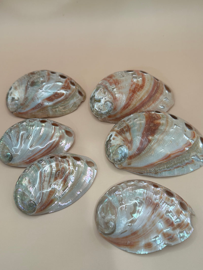 Polished Red Abalone 3"-5"