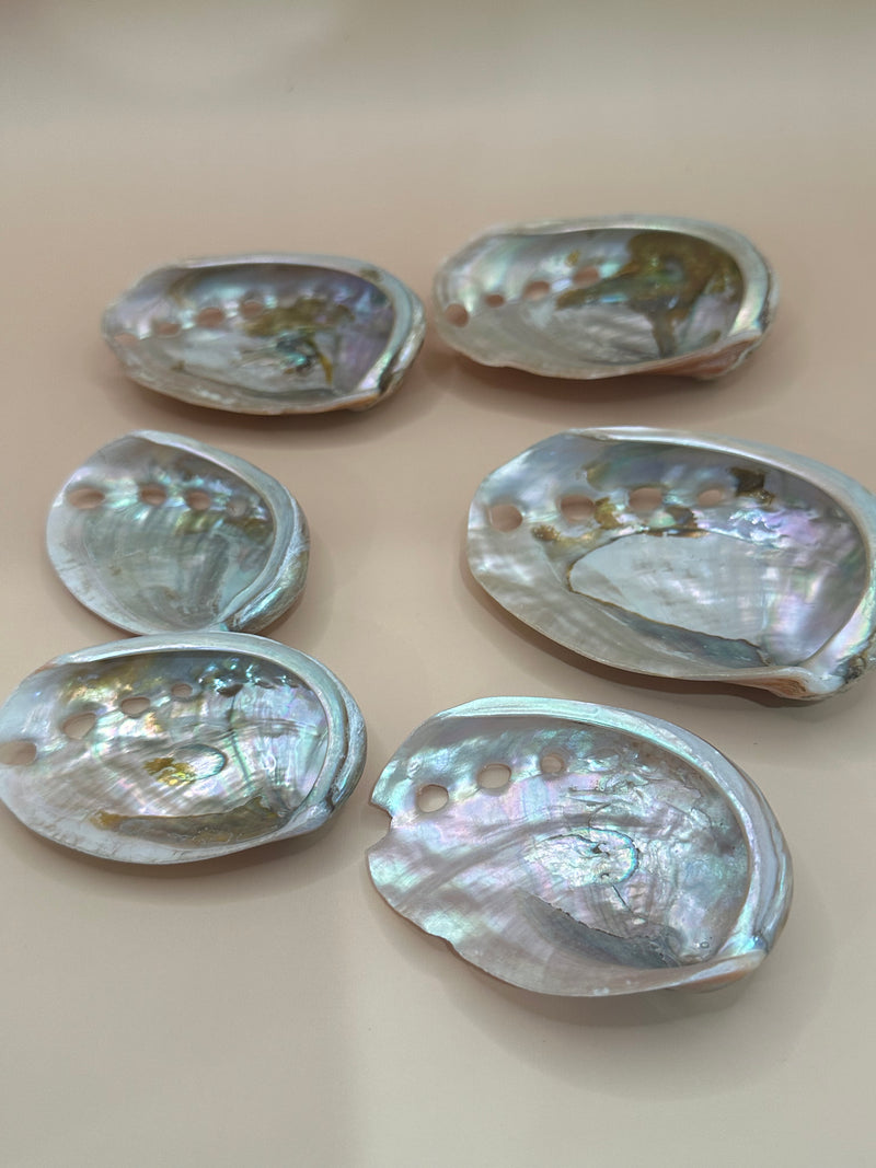 Polished Red Abalone 3"-5"