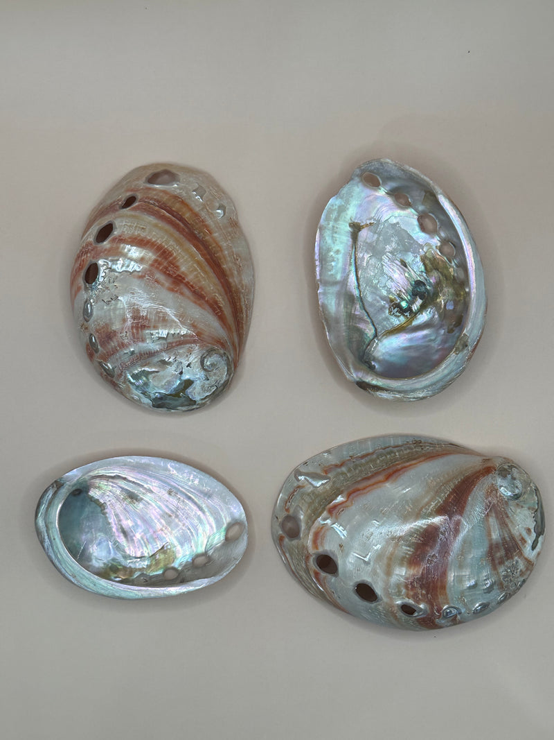 Polished Red Abalone 3"-5"