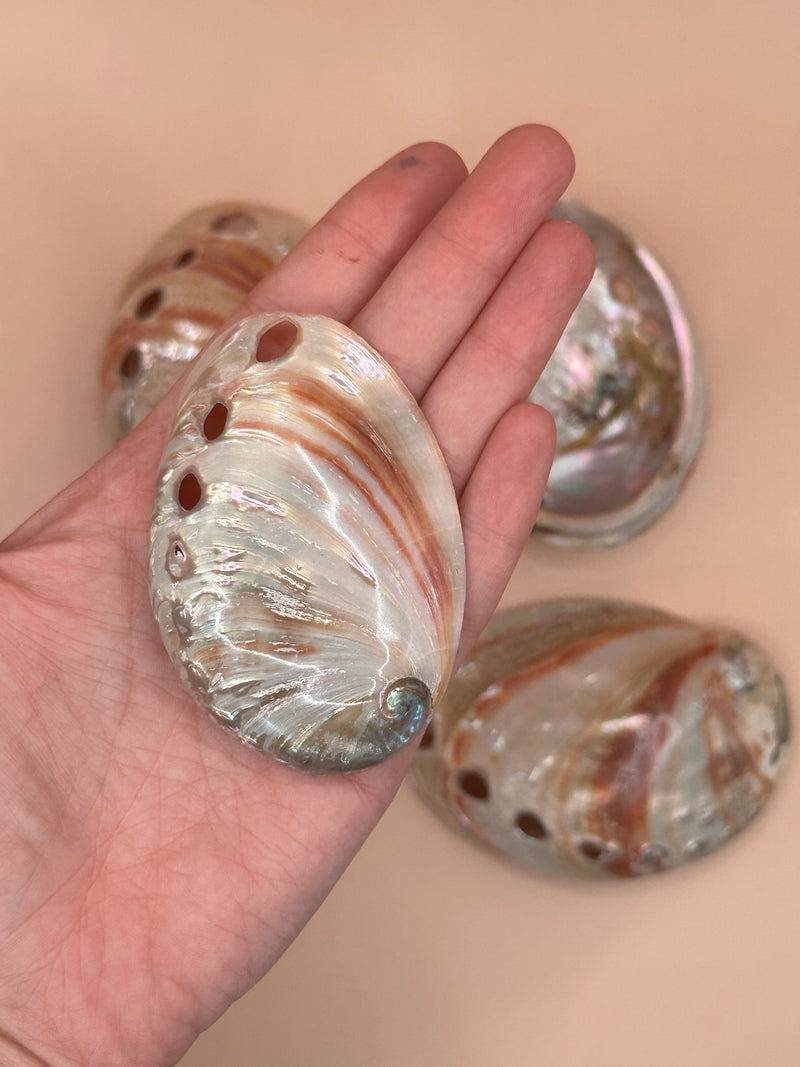 Polished Red Abalone 3"-5"