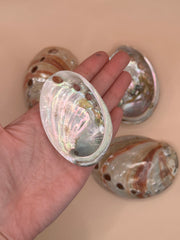 Polished Red Abalone 3