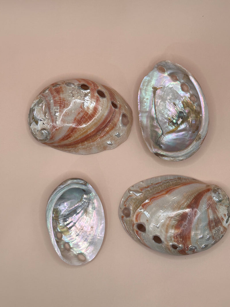 Polished Red Abalone 3"-5"