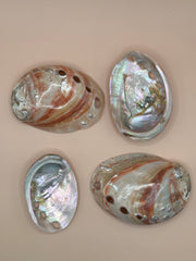 Polished Red Abalone 3