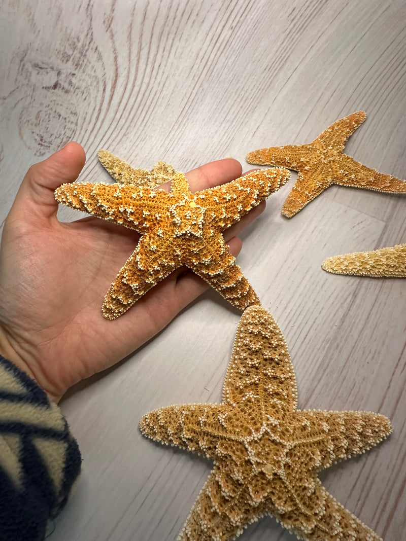 Mutant Freak Sugar Starfish